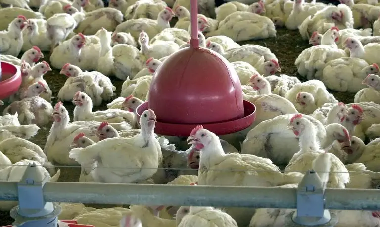Após 28 dias sem casos em granjas comerciais, Brasil se declara livre da gripe aviária