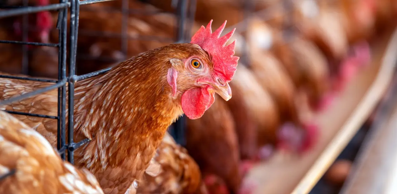 Gripe aviária: Brasil confirma novo foco em aves domésticas no Mato Grosso