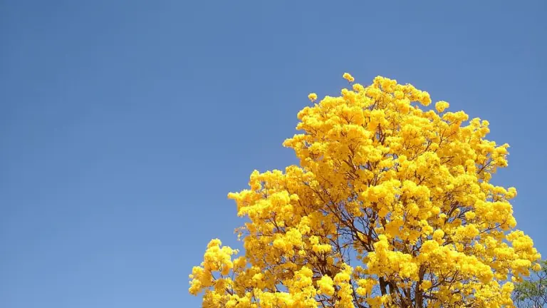 Inverno no Sudeste será mais seco e com temperaturas acima da média, prevê Inmet