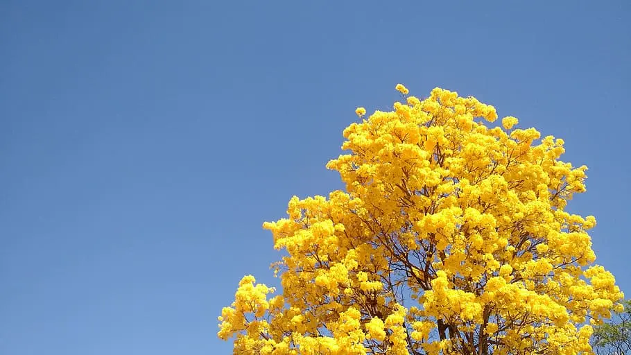 Inverno no Sudeste será mais seco e com temperaturas acima da média, prevê Inmet