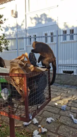 Macacos reviram lixo em ruas próximas da serra São Domingos