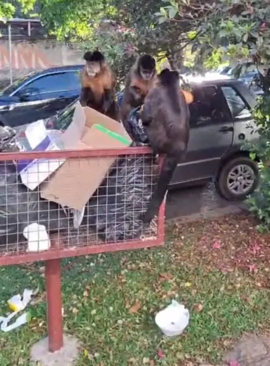 Macacos reviram lixo em ruas próximas da serra São Domingos