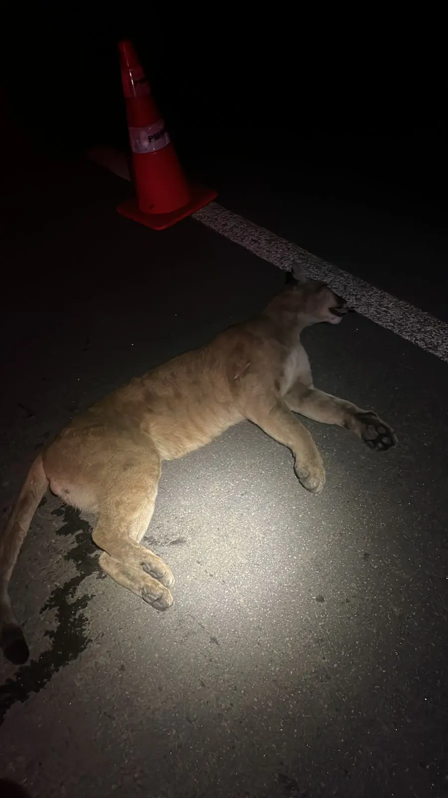 Onça parda é atropelada na MGC-267, em Poços de Caldas