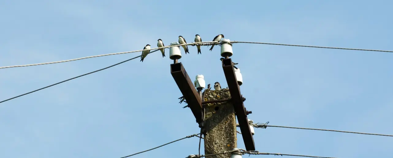 Confira os bairros com desligamentos de energia nesta quarta-feira