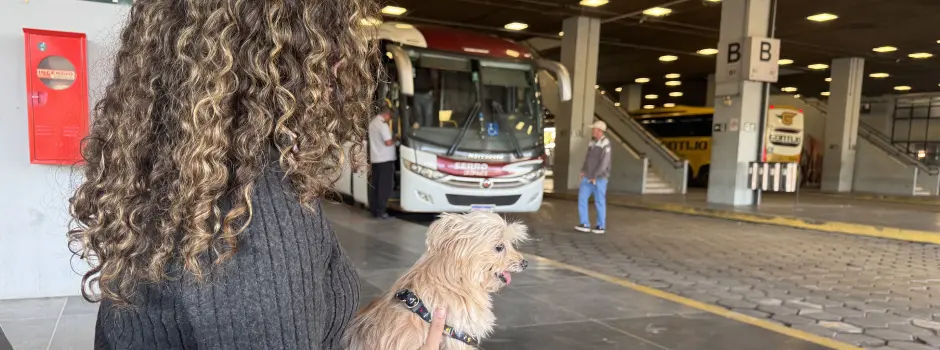 Governo de Minas regulamenta transporte intermunicipal de cães e gatos de pequeno porte
