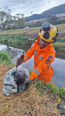 bombeiros resgatam shih tzu