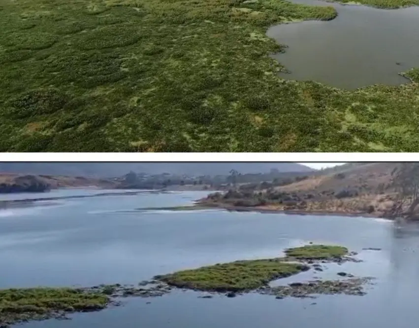 Mais de 2 mil toneladas de aguapés são retiradas da represa Bortolan