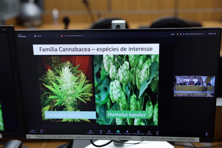 Associações esperam regulamentação da cannabis medicinal em Minas