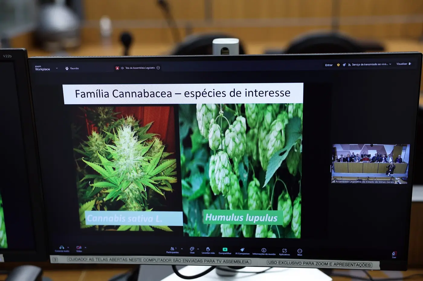 Associações esperam regulamentação da cannabis medicinal em Minas
