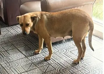 Ajude a Madalena a ter seus filhotes em segurança
