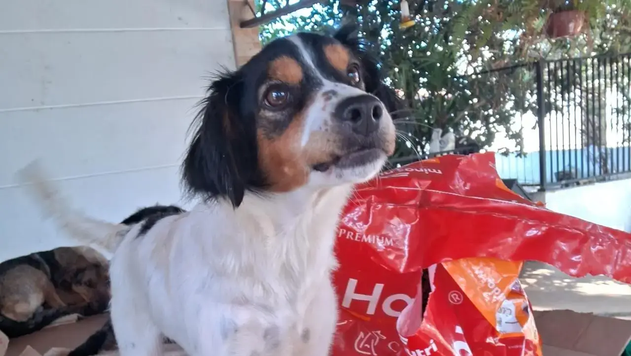 Sábado tem Festa Julina em prol da causa animal