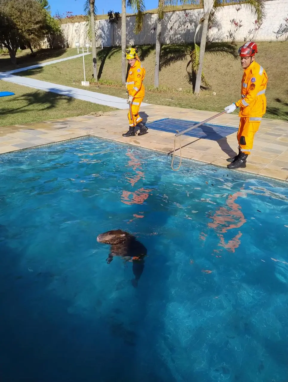 Bombeiros resgatam capivara de piscina em Guaxupé