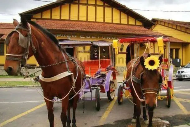 ONG de São Paulo se propõe a resgatar os cavalos das charretes de Poços