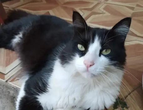 Ajude a encontrar o Frajola