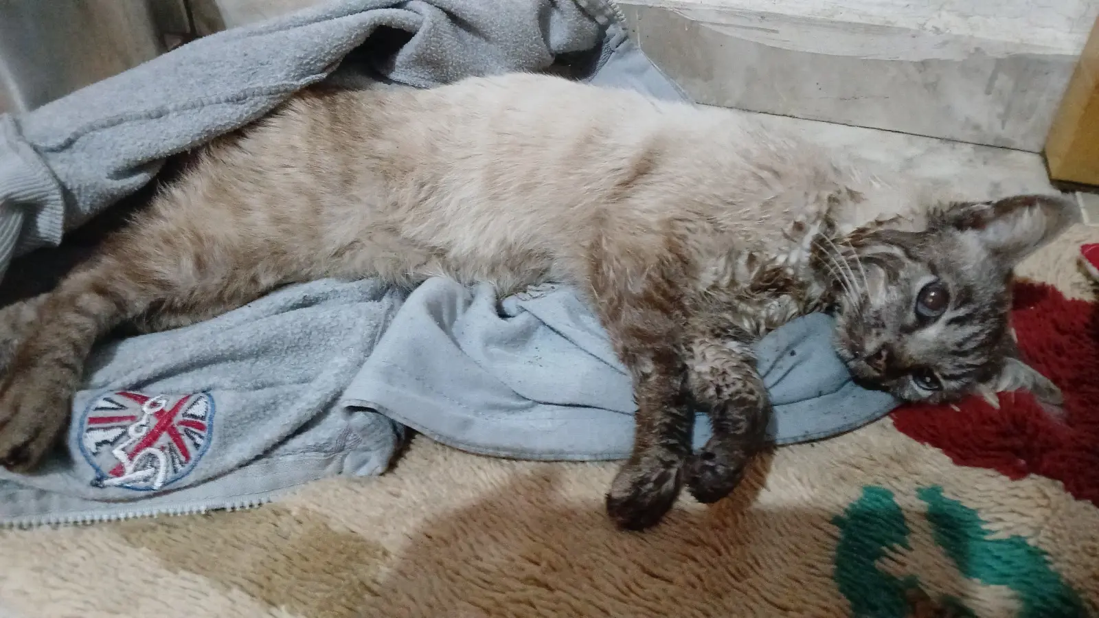 Gata é encontrada com sinais de enforcamento em Poços; Polícia Civil investiga o caso