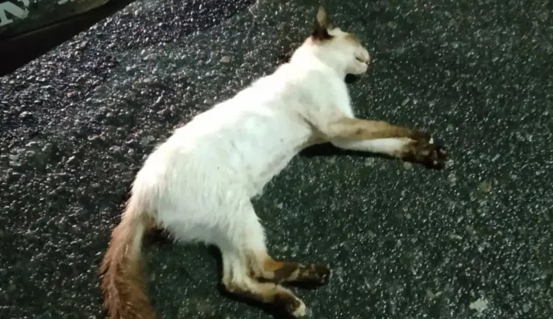 Vereador quer saber como a prefeitura fiscaliza o socorro a animais atropelados em Poços