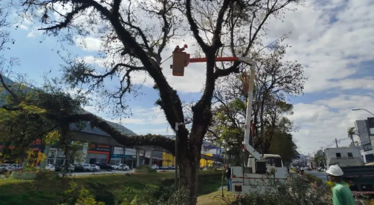 Parasitas e ervas-de-passarinho são removidas para proteger árvores da cidade