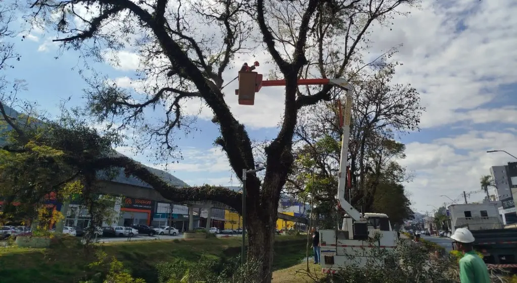 Parasitas e ervas-de-passarinho são removidas para proteger árvores da cidade