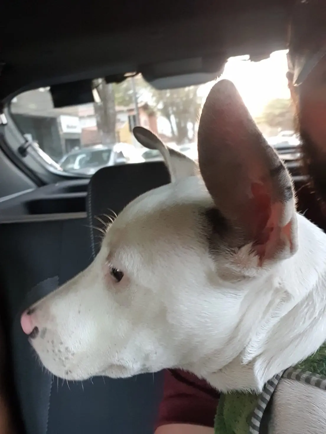 Mulher é presa por agredir filhote de pitbull no centro de Poços