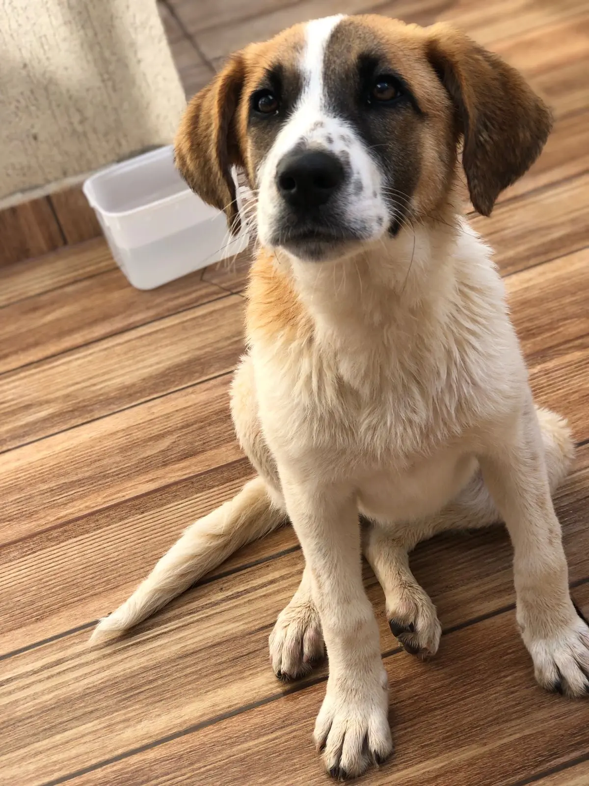 Cachorrinha Slice procura um lar