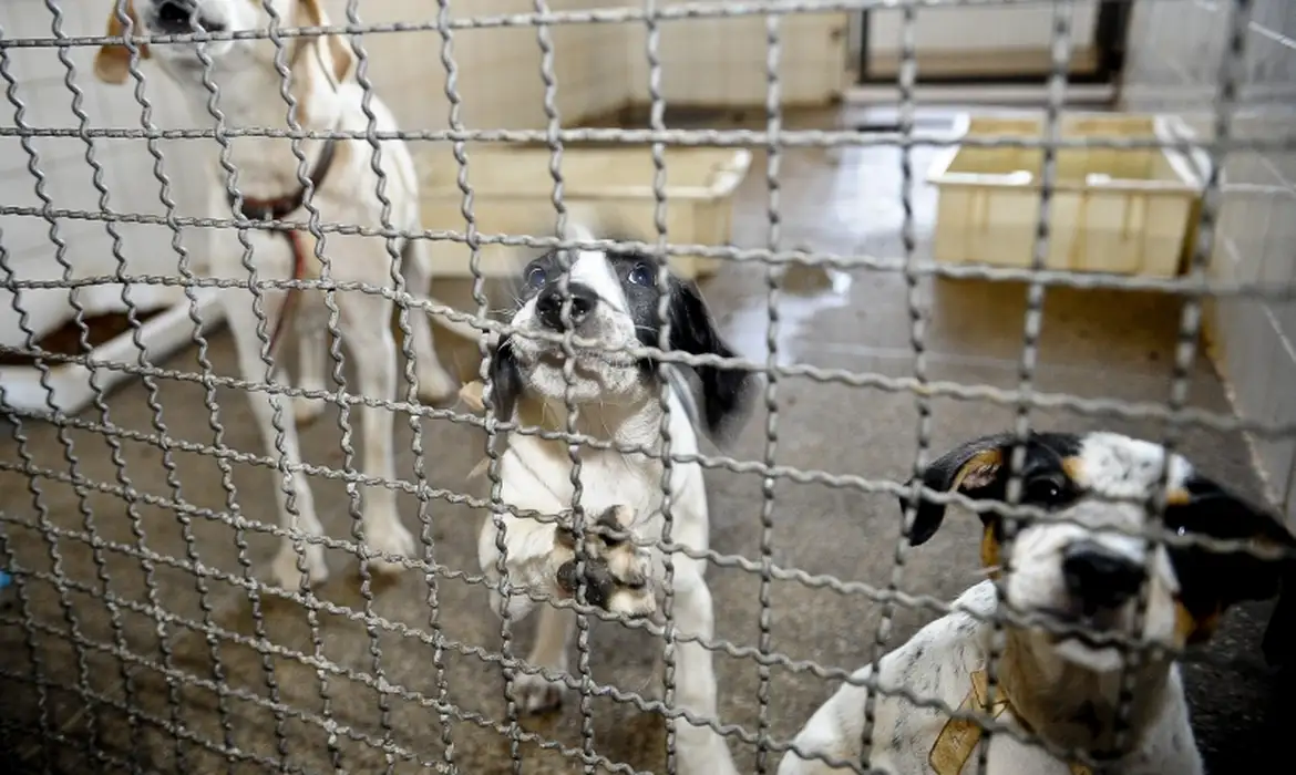Aprovado projeto que proíbe uso de animais em testes cosméticos