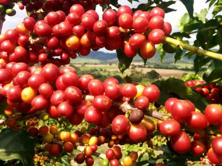 Sul de Minas terá mais empreendimento de R$ 138 milhões na área cafeeira