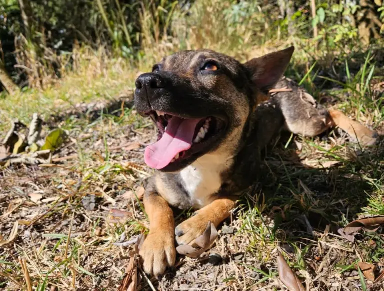 Praça Pedro Sanches recebe feira de adoção dos cães do Abrigo Municipal neste domingo