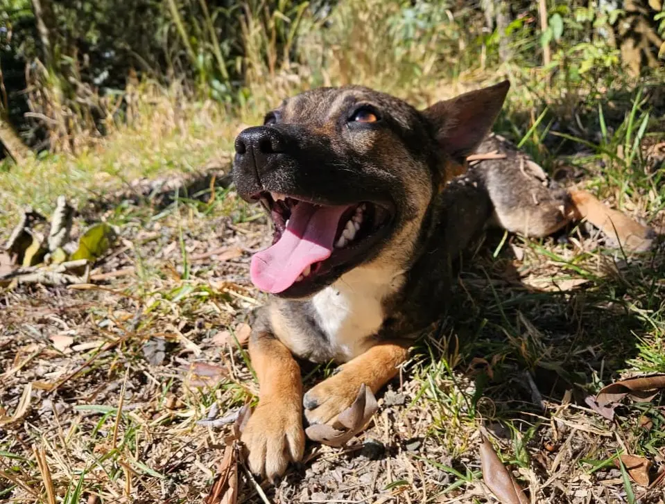 Praça Pedro Sanches recebe feira de adoção dos cães do Abrigo Municipal neste domingo