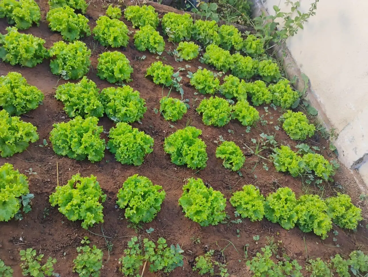 Projeto “Horta e Compostagem na Escola” já mostra resultados em Poços