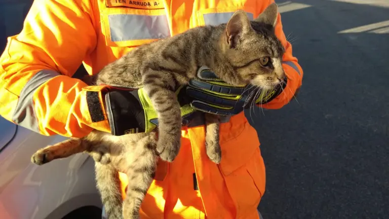 Gato em motor de veículo