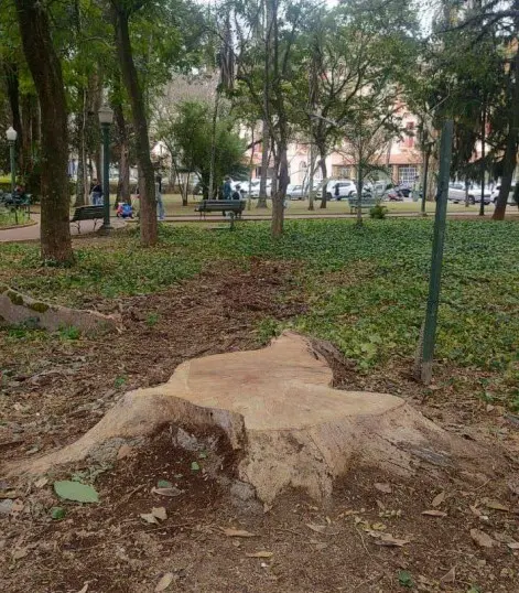 Vereador pede informações sobre corte e descarte de árvores no Parque José Afonso Junqueira Vereador pede informações sobre corte e descarte de árvores no Parque José Afonso Junqueira