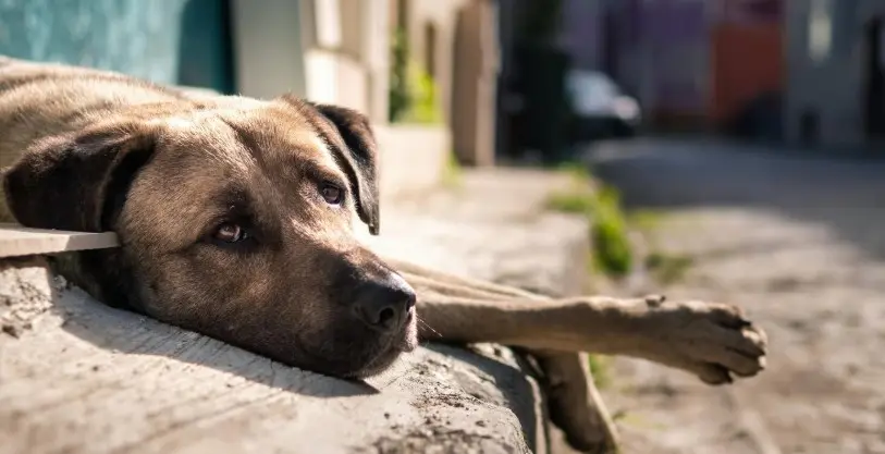 Sem regulamentação, lei de socorro a animais atropelados não é aplicada em Poços