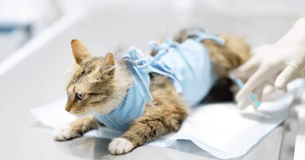 Vereador questiona atraso nos repasses do programa de castração em Poços