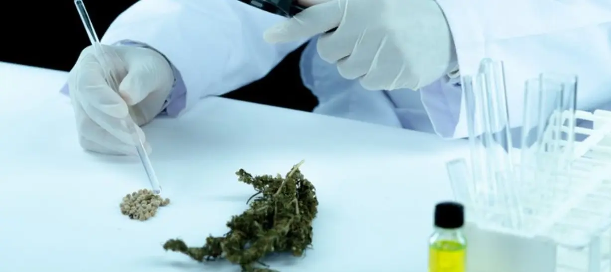 Embrapa inicia pesquisas sobre cultivo de cannabis para fins medicinais
