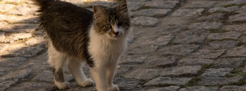 Minas Gerais: Mais de 15 mil cães e gatos em situação de rua recebem atendimento em 2025