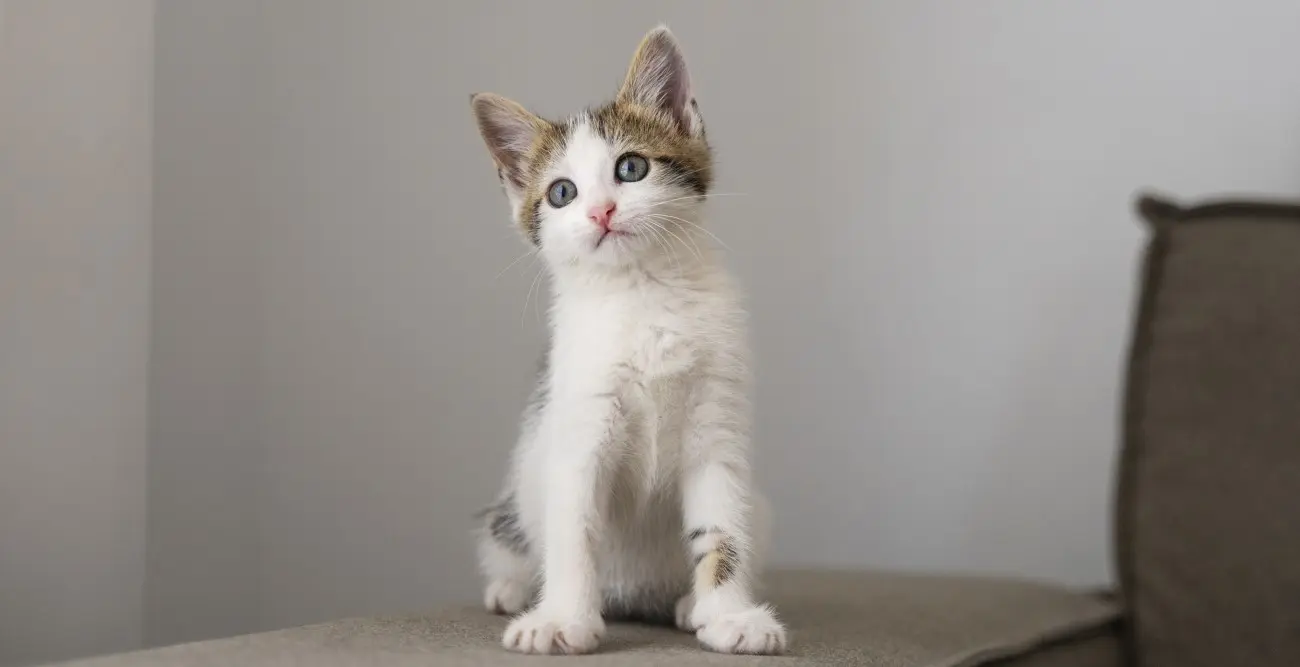Dia do Gato reforça importância dos cuidados e da adoção; deixe o nome do seu nos comentários
