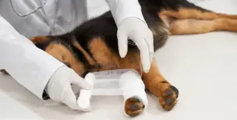 UPA para primeiros socorros pode ser alternativa ao hospital veterinário, diz Secretaria