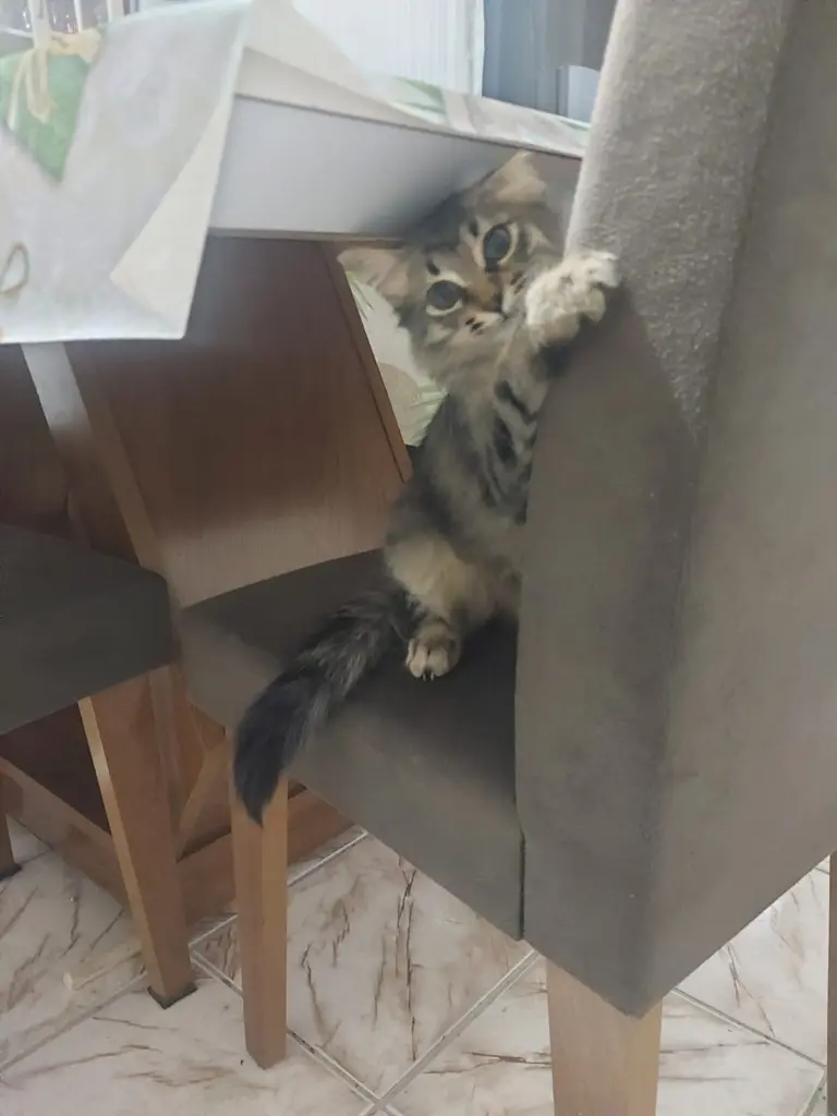 Mimi para adoção