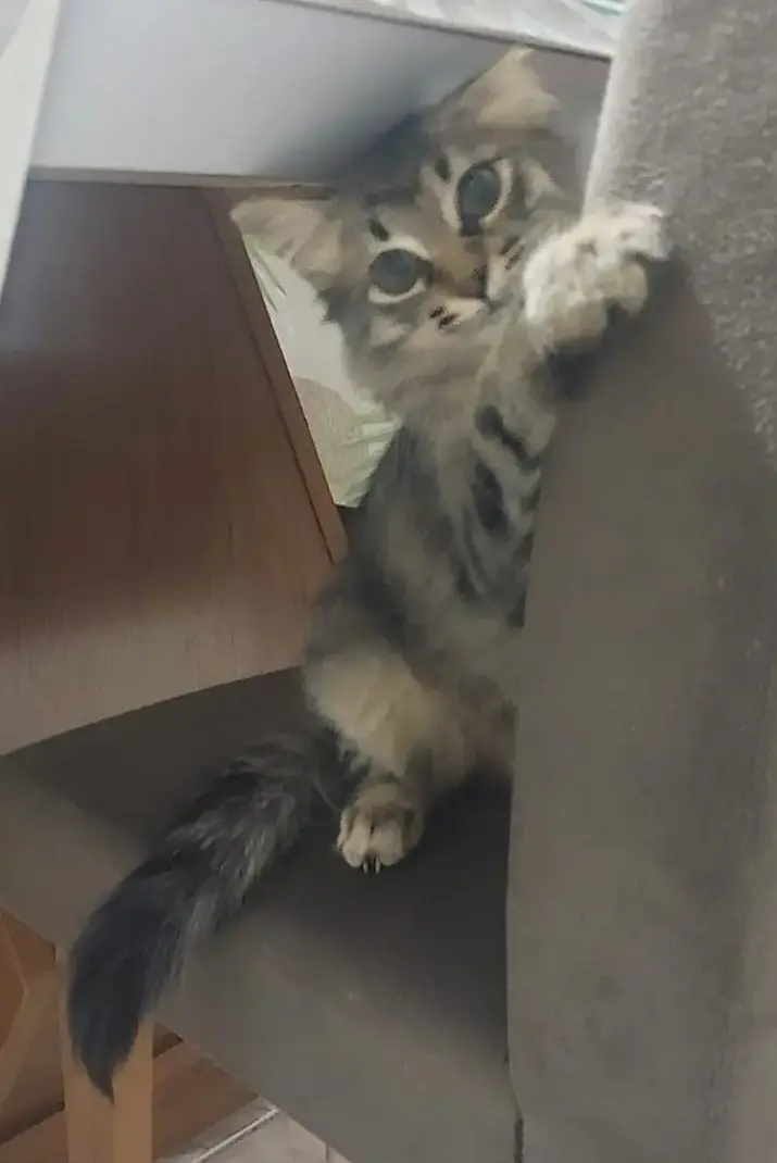 Mimi para adoção