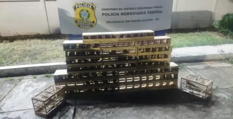 PRF e PMRv resgatam 86 pássaros silvestres capturados em Machado; aves estavam sem ventilação e água