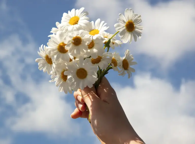 primavera