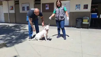 Campanha Antirrábica imuniza 22,9 mil animais e continua na zona rural de Poços