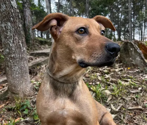 Duquesa para adoção