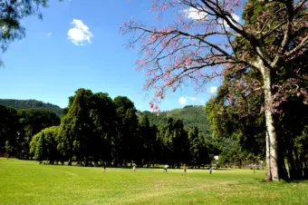 Dia Mundial Sem Carro terá caminhada e plantio de árvores em Poços