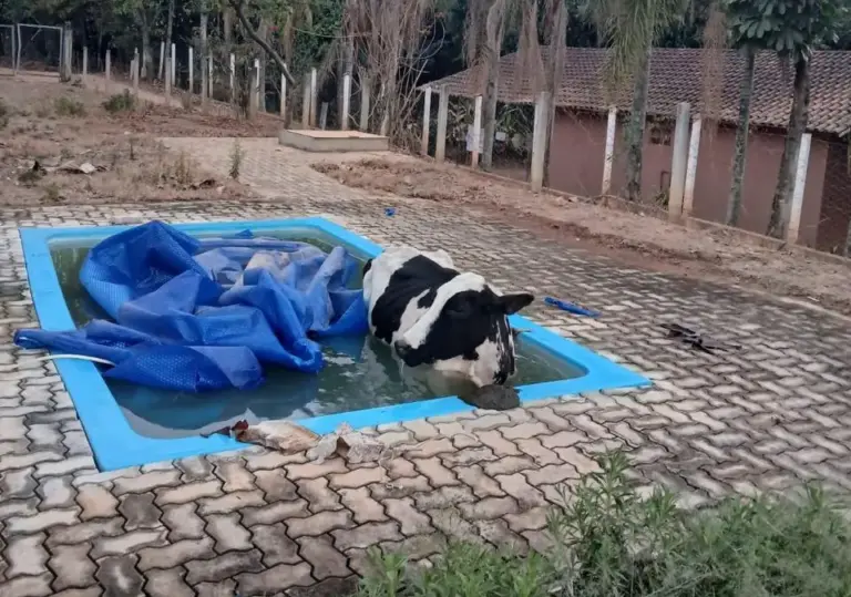 vaca cai em piscina