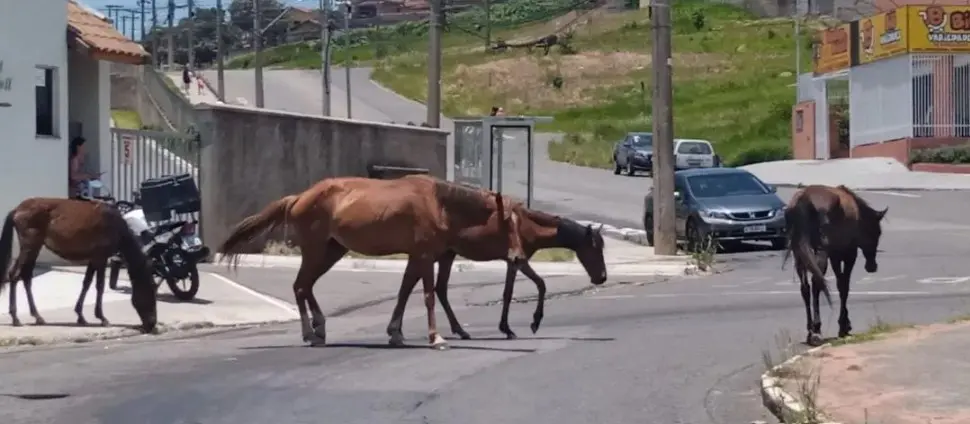 Acidente com cavalo solto volta a expor risco nas ruas e rodovias de Poços