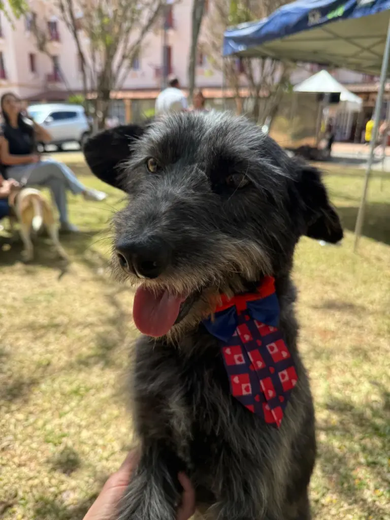 Cães ganham novo lar em feira de adoção na praça Pedro Sanches