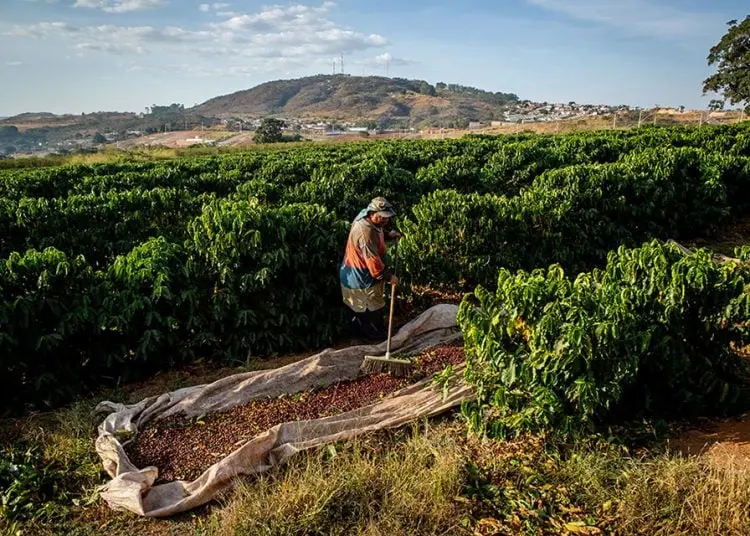 Maior cooperativa de café do país é ligada a novos casos de trabalho escravo