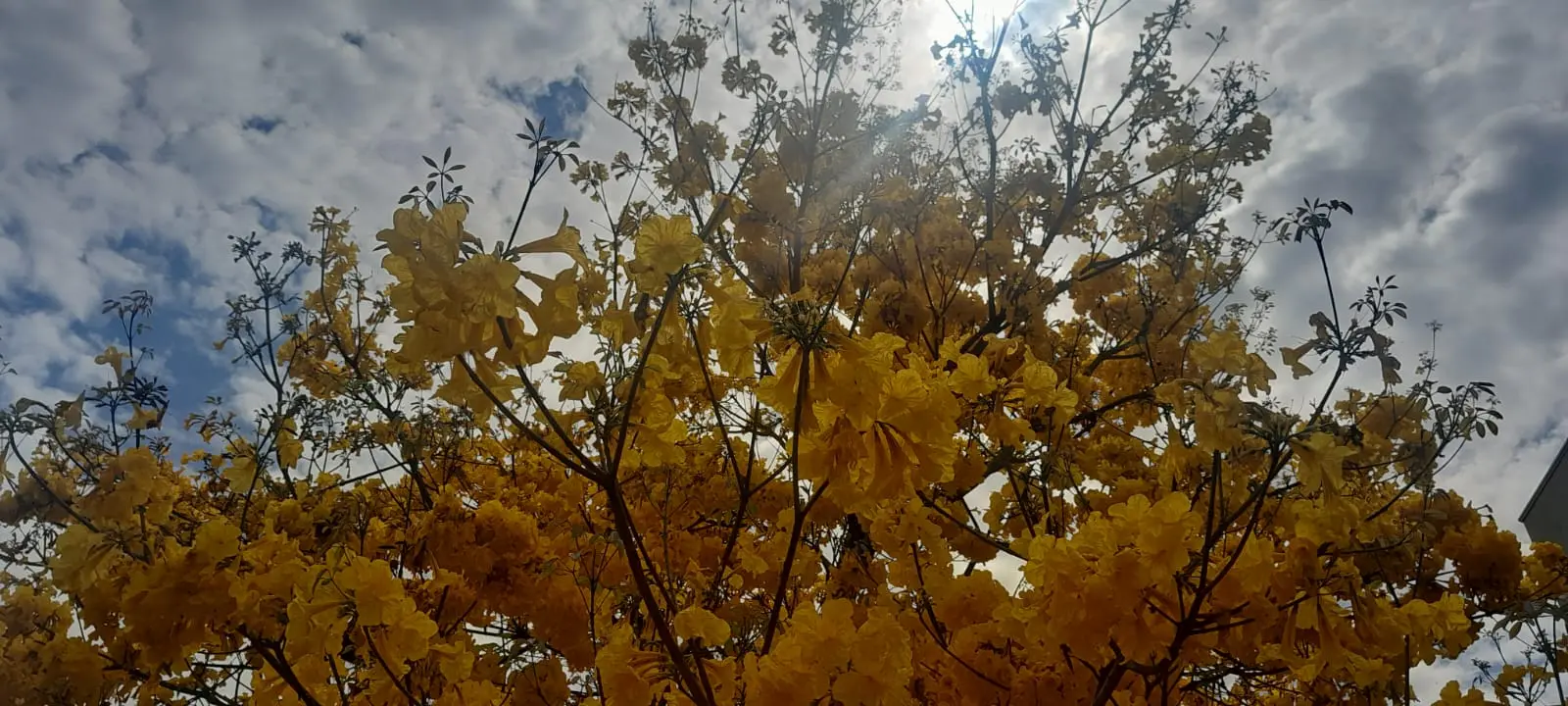 Poços se veste de cores com os ipês; confira fotos