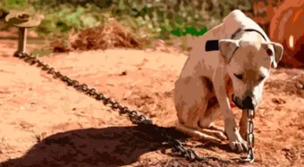 Secretaria registra 145 denúncias de maus-tratos a animais em nove meses